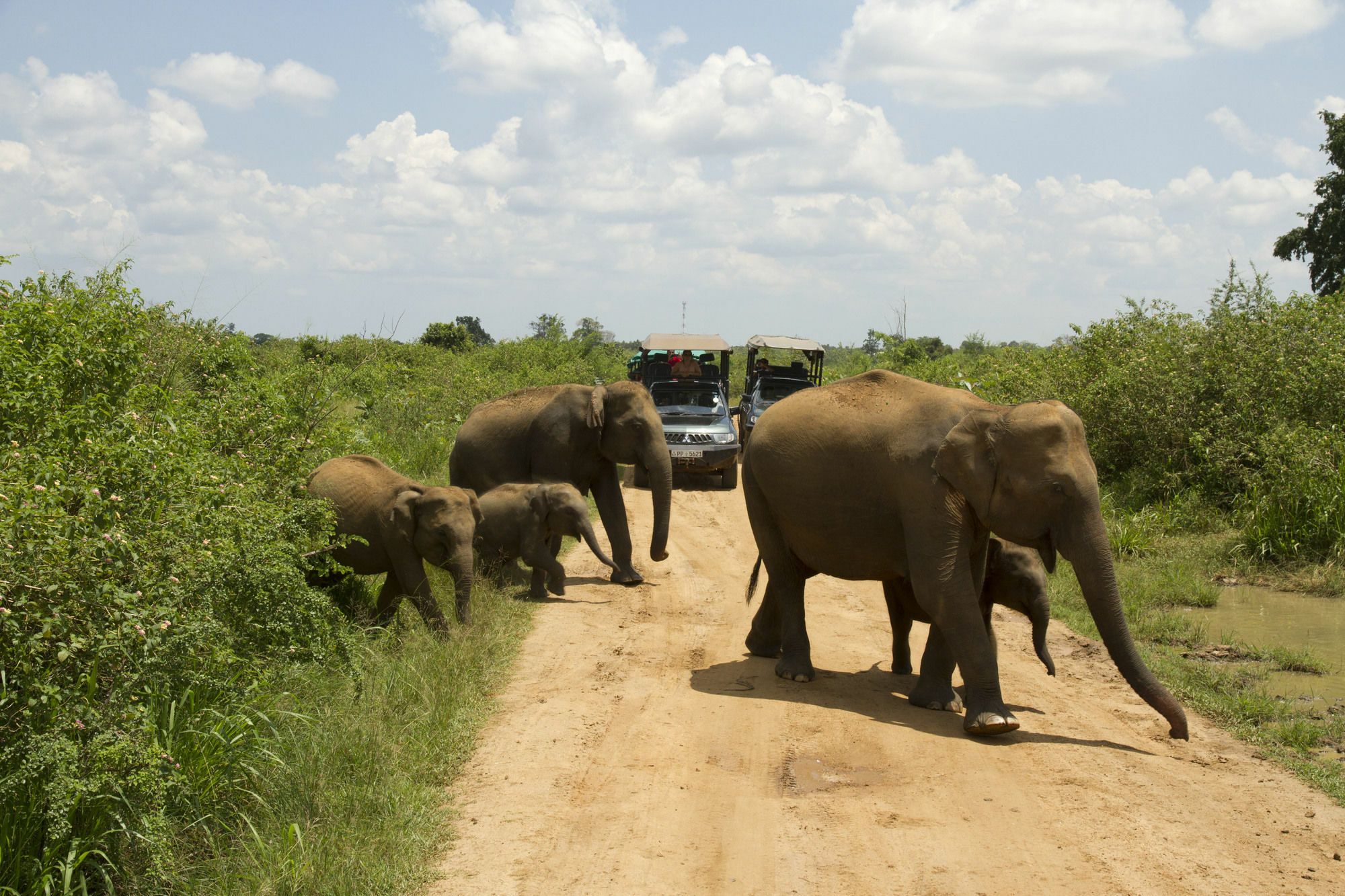 Mahoora Tented Safari Camp Udawalawe Dış mekan fotoğraf