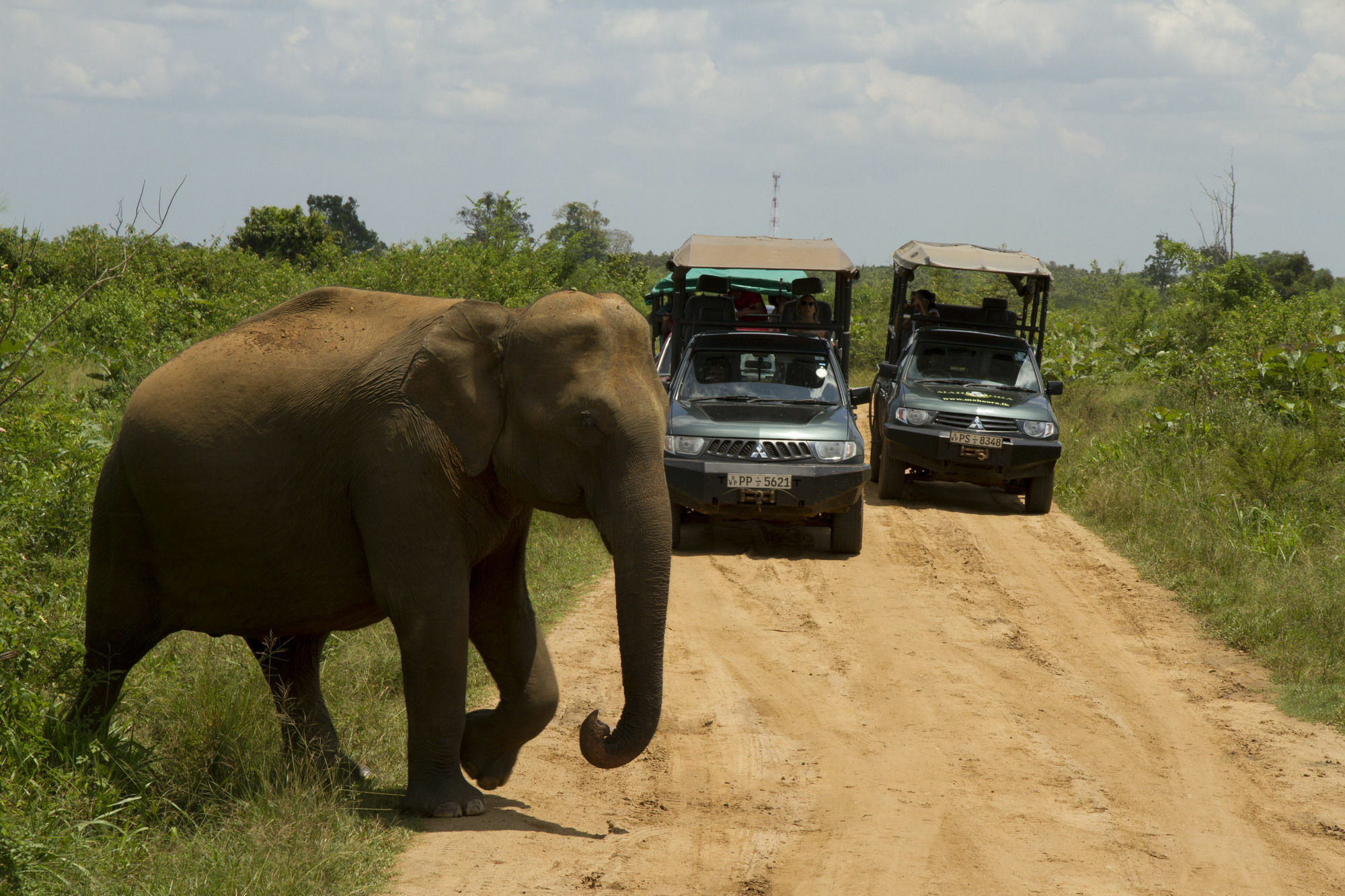 Mahoora Tented Safari Camp Udawalawe Dış mekan fotoğraf